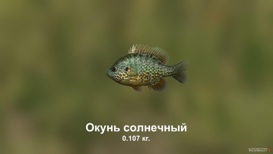 Цветной Карп кои