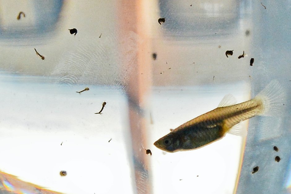 Esox masquinongy