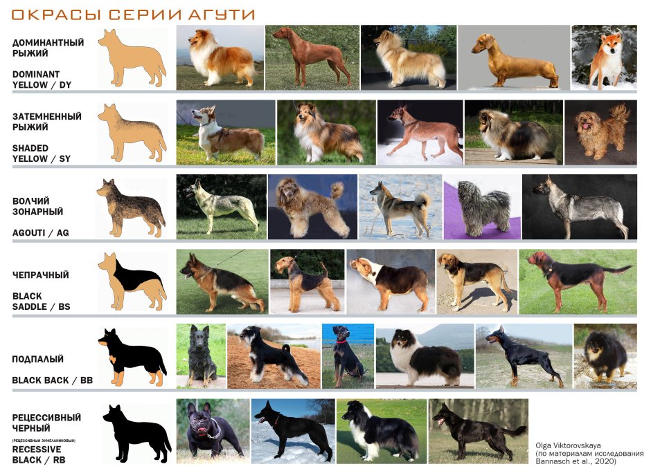 Левретка серая вид сзади