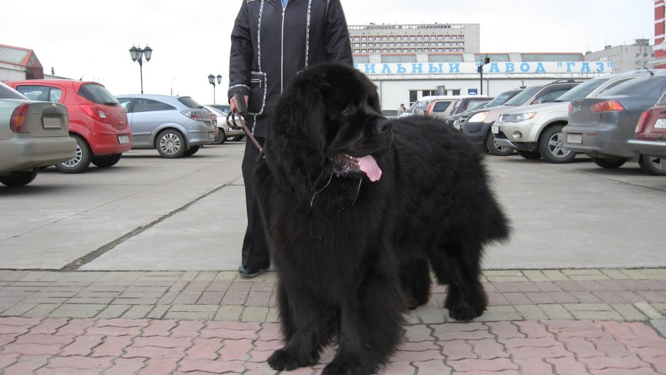 Ньюфаундленд в грязи