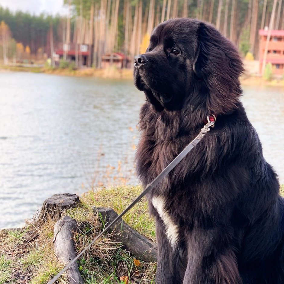 Ньюфаундленд собака