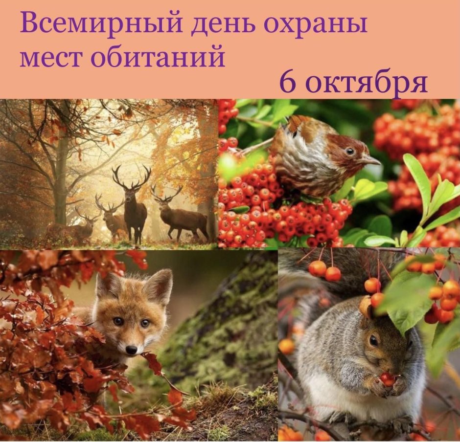 Растения и животные осенью