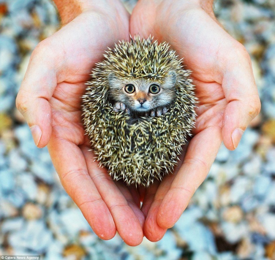 Животик ежика