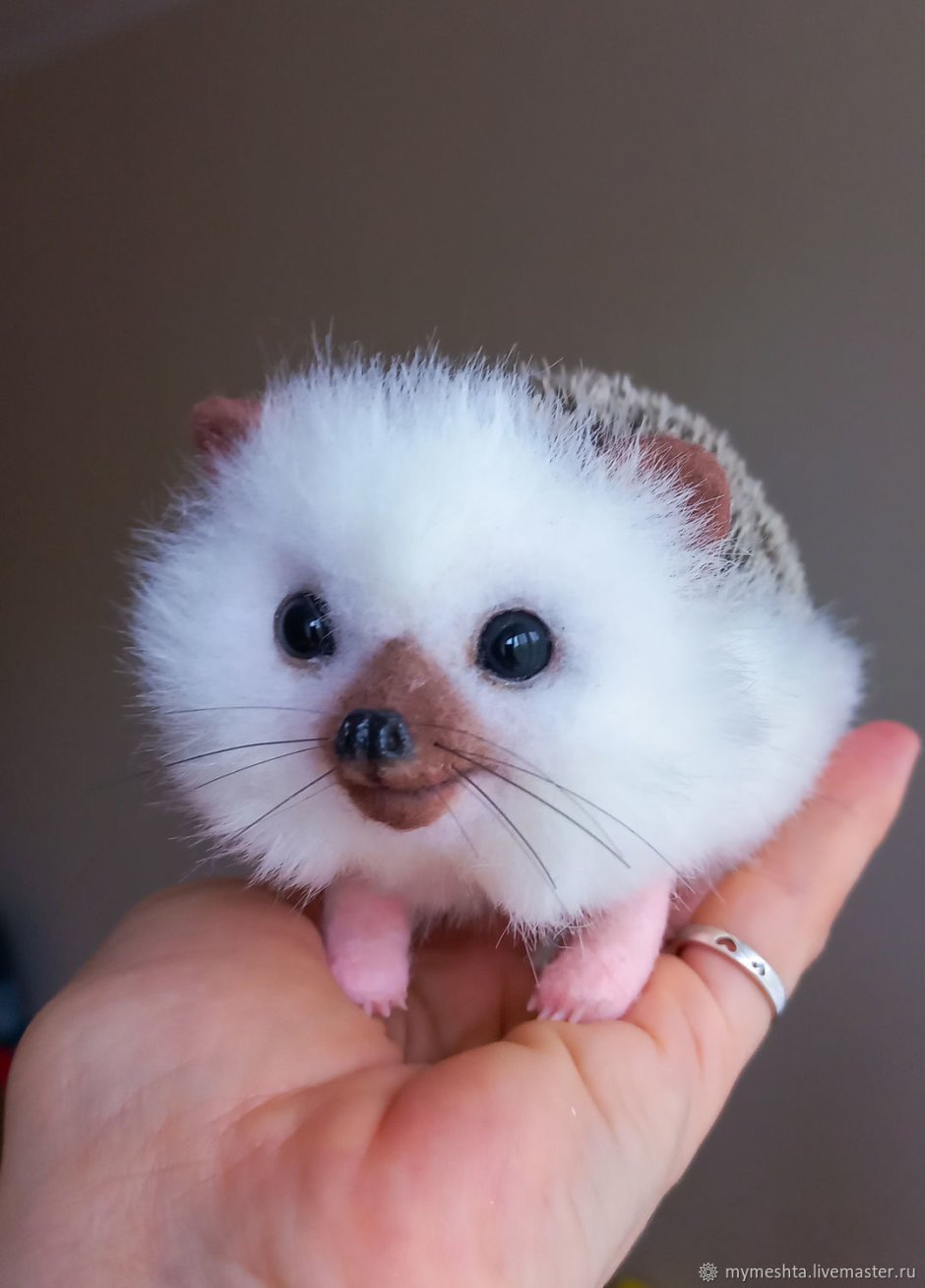 Животик ежика