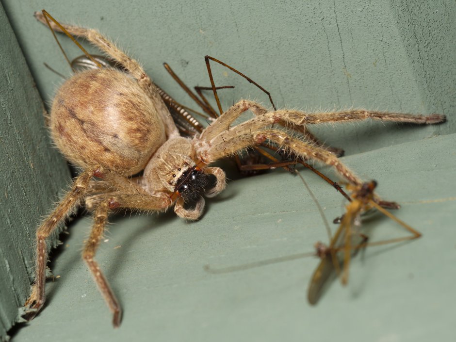 Паук Huntsman Spider