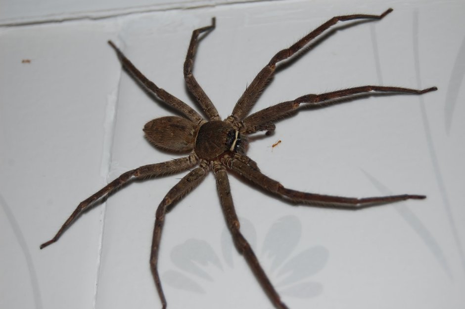 Паук Huntsman Spider