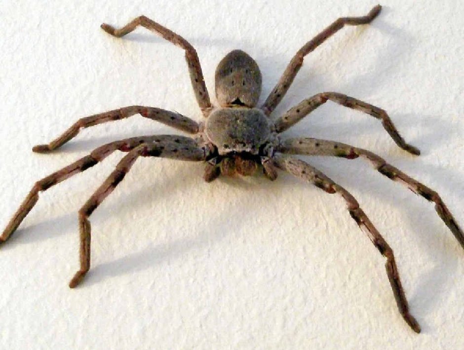 Huntsman паук