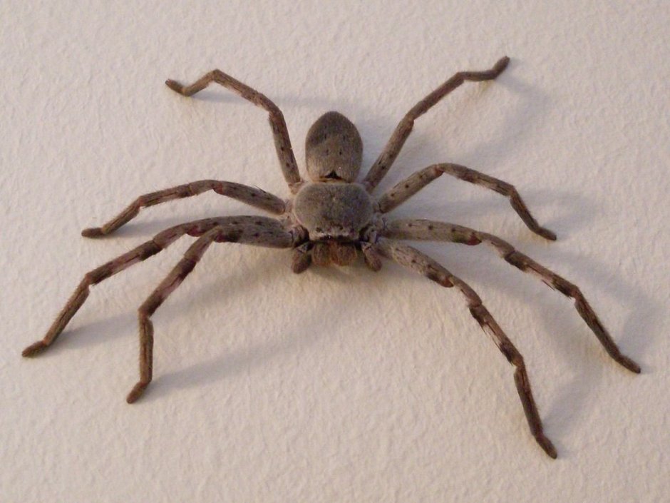 Паук Huntsman Spider