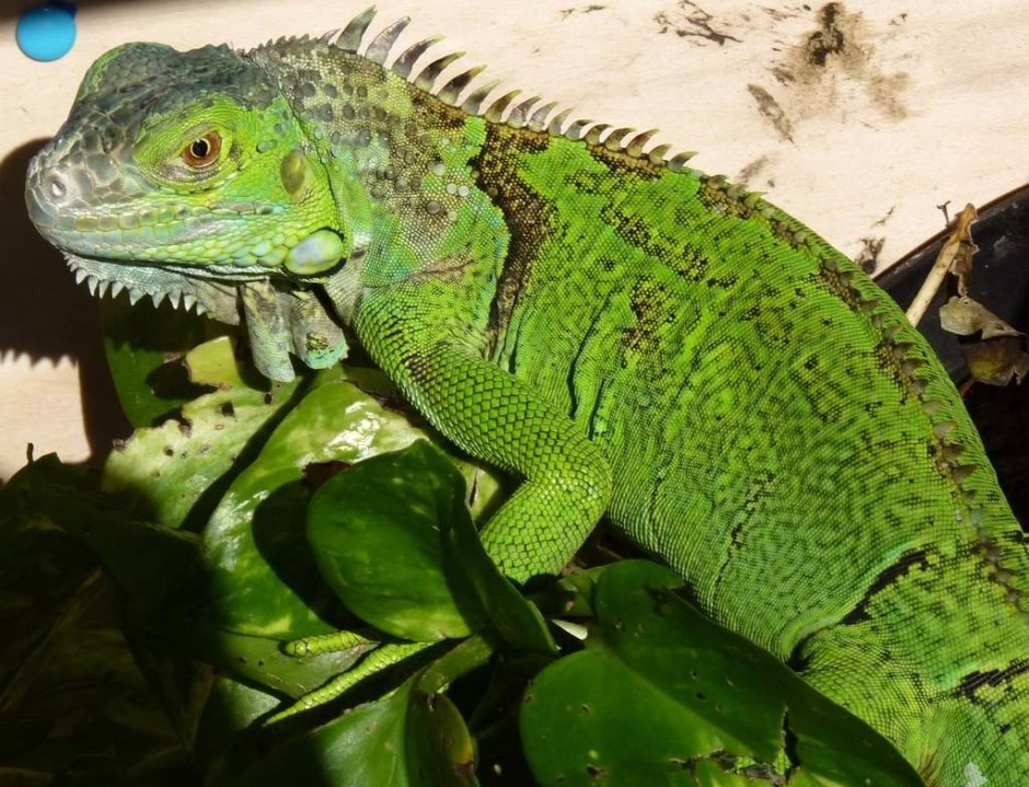 Зеленая игуана (Iguana Iguana)