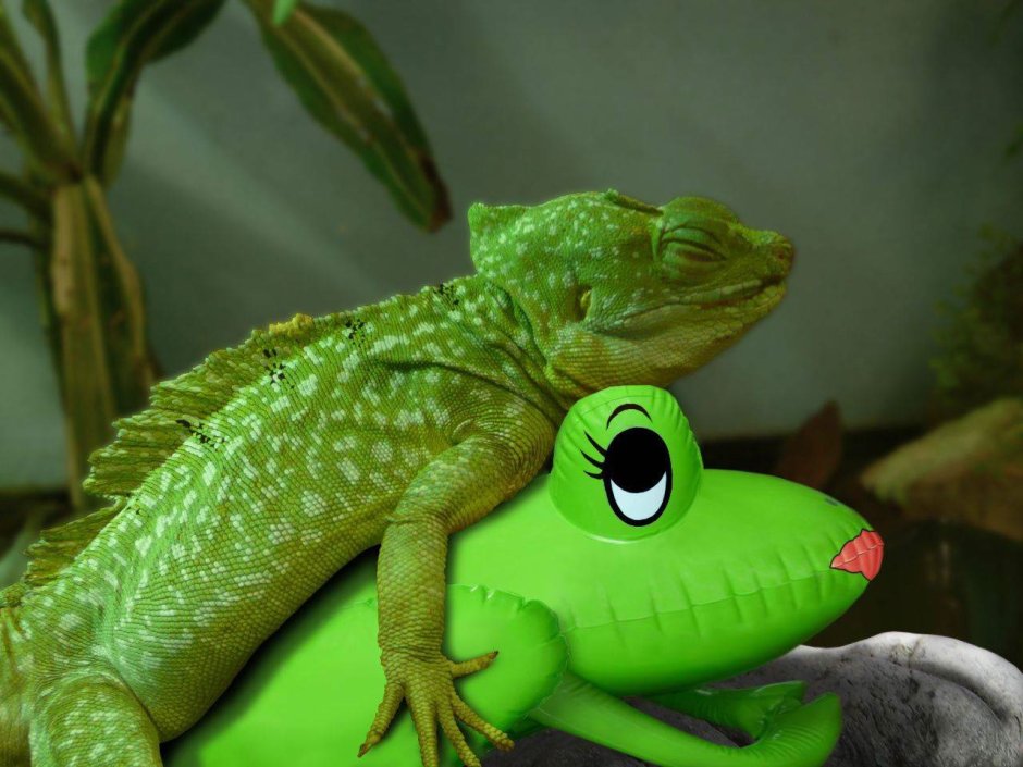 Кошка хамелеон