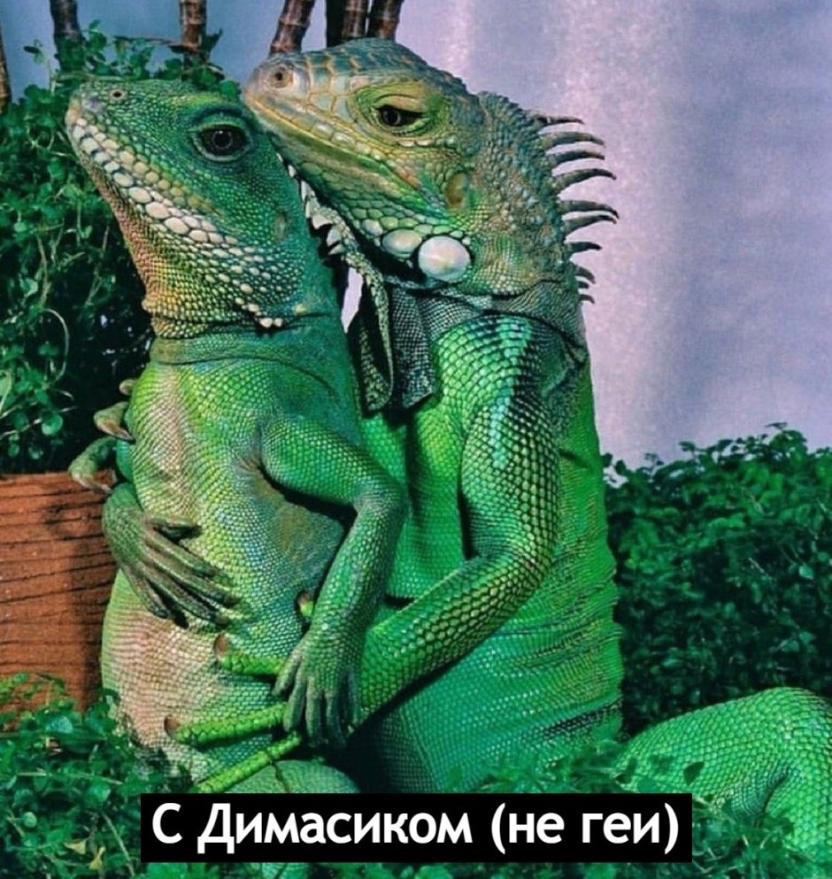 Игуаны обнимаются