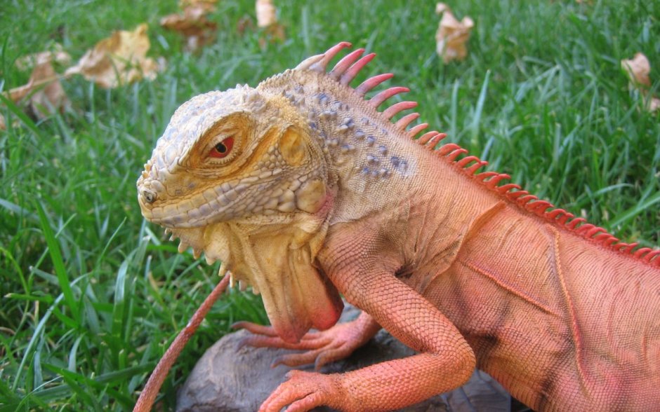 Красная игуана