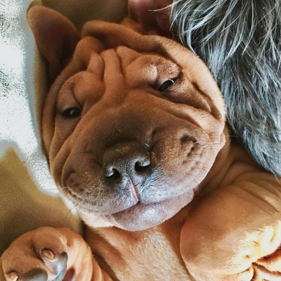 Селфи шарпея