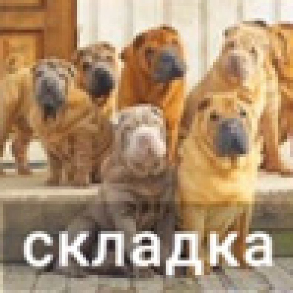 Шарпей собака фото