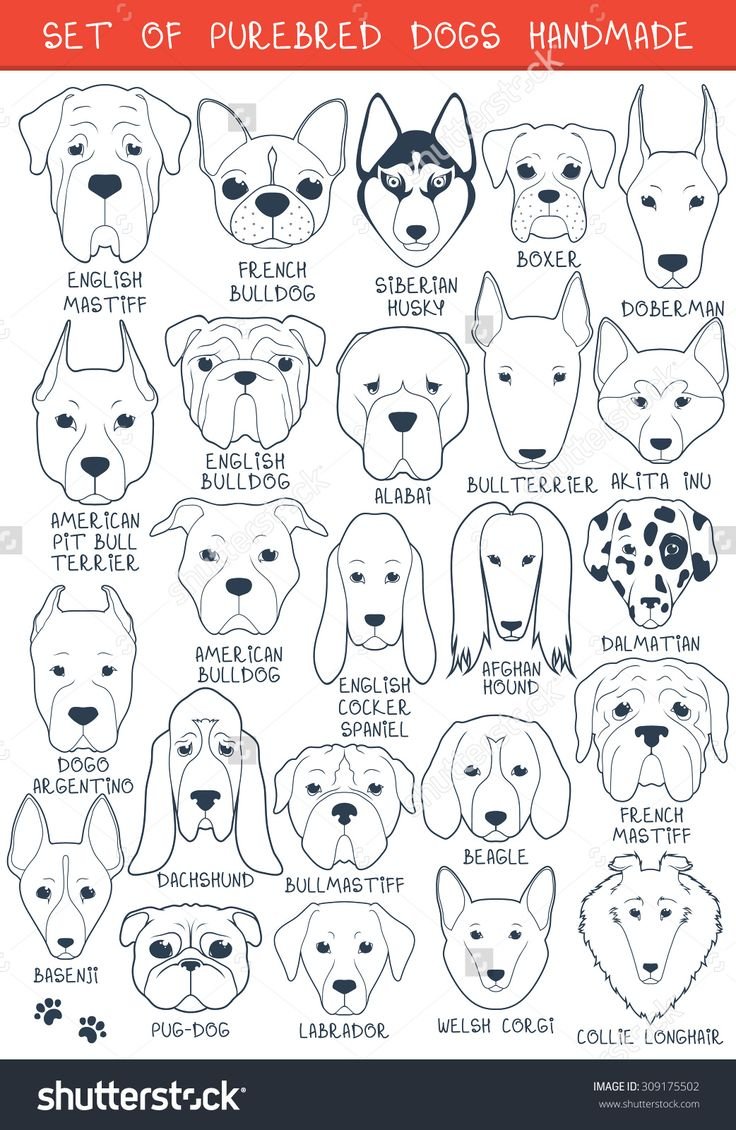 Английские породы собак названия