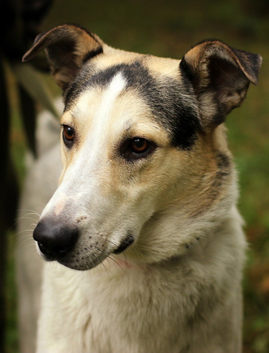 Собаки флегматики породы