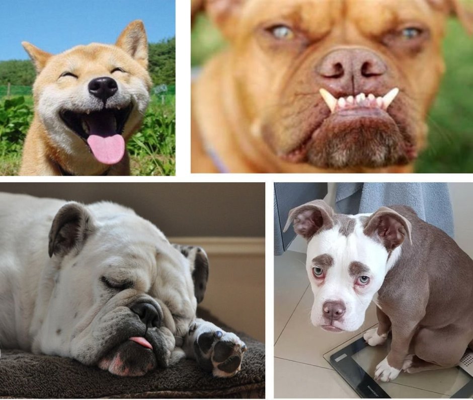 Типы высшей нервной деятельности у собак