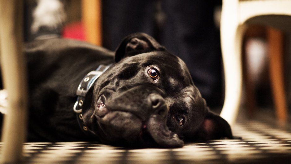 Порода Сибирский хаски окрасы