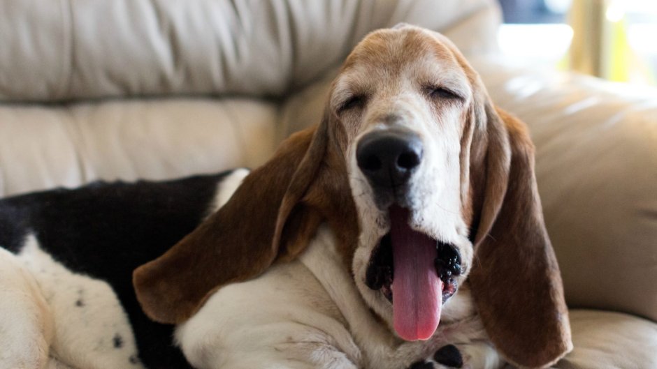 Бассет хаунд злой