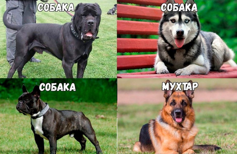 Типы личности фоегматик Сангвин