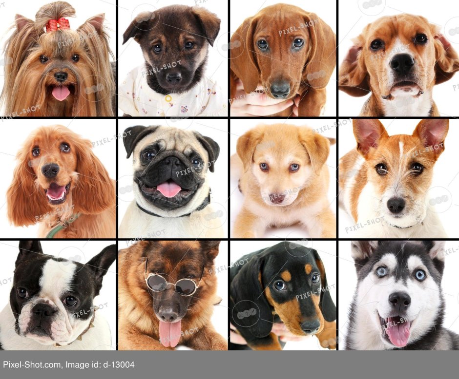 Породы собак в квартиру для начинающих