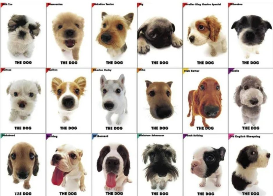 Породы собак названия