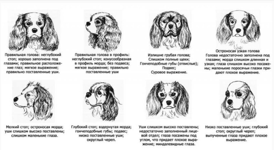 Атлас пород собак Найманова