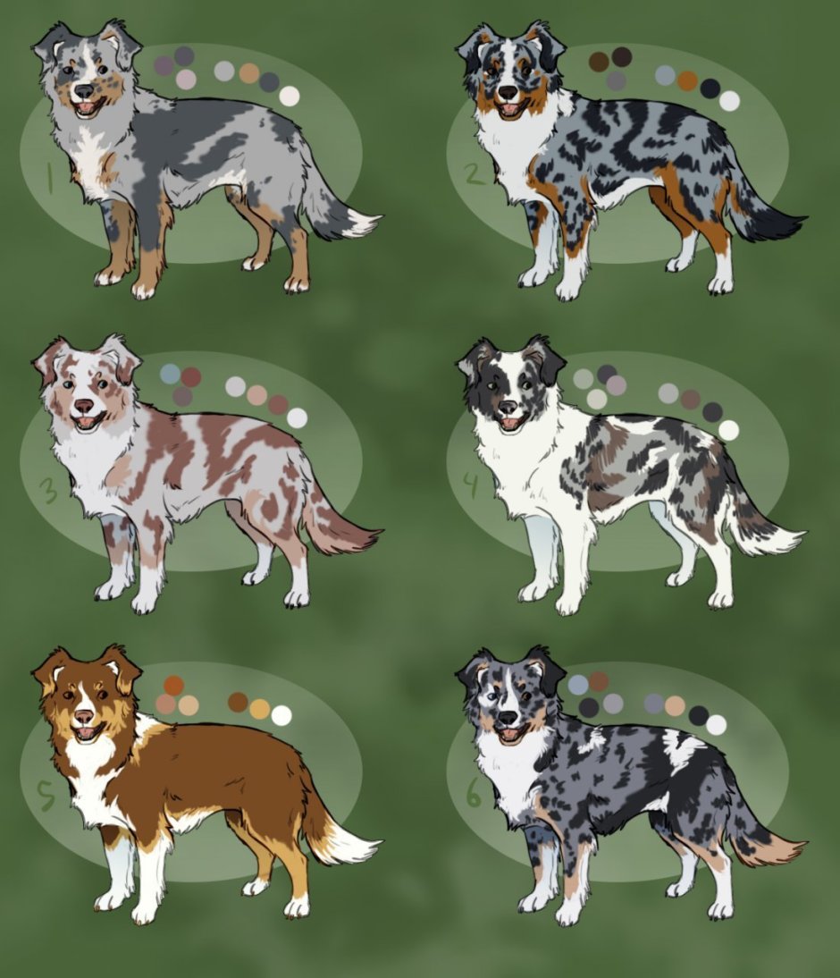 Прививки собакам схема