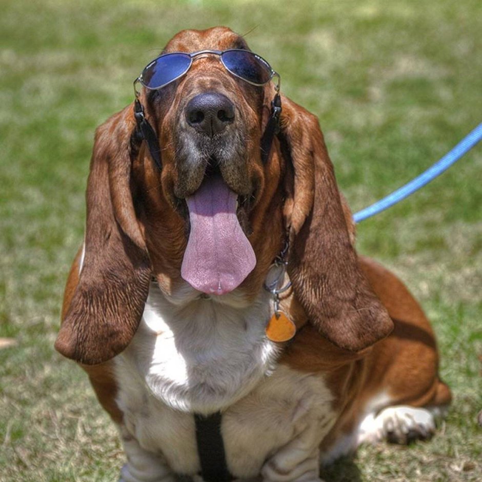 Бассет хаунд