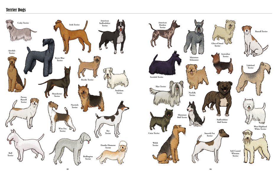 Мордочка собаки эскиз