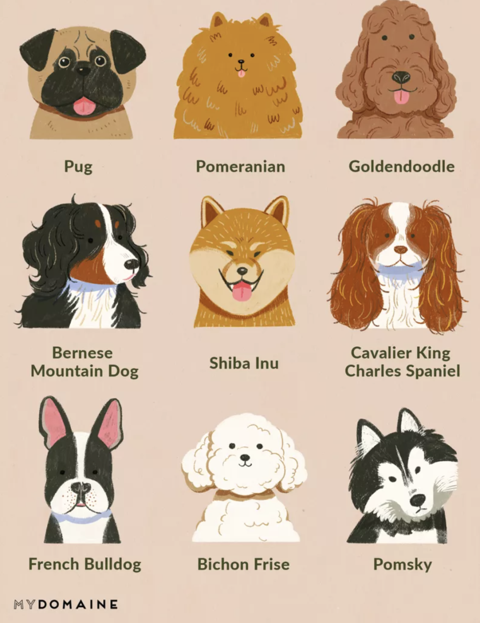 Английский бульдог до селекции