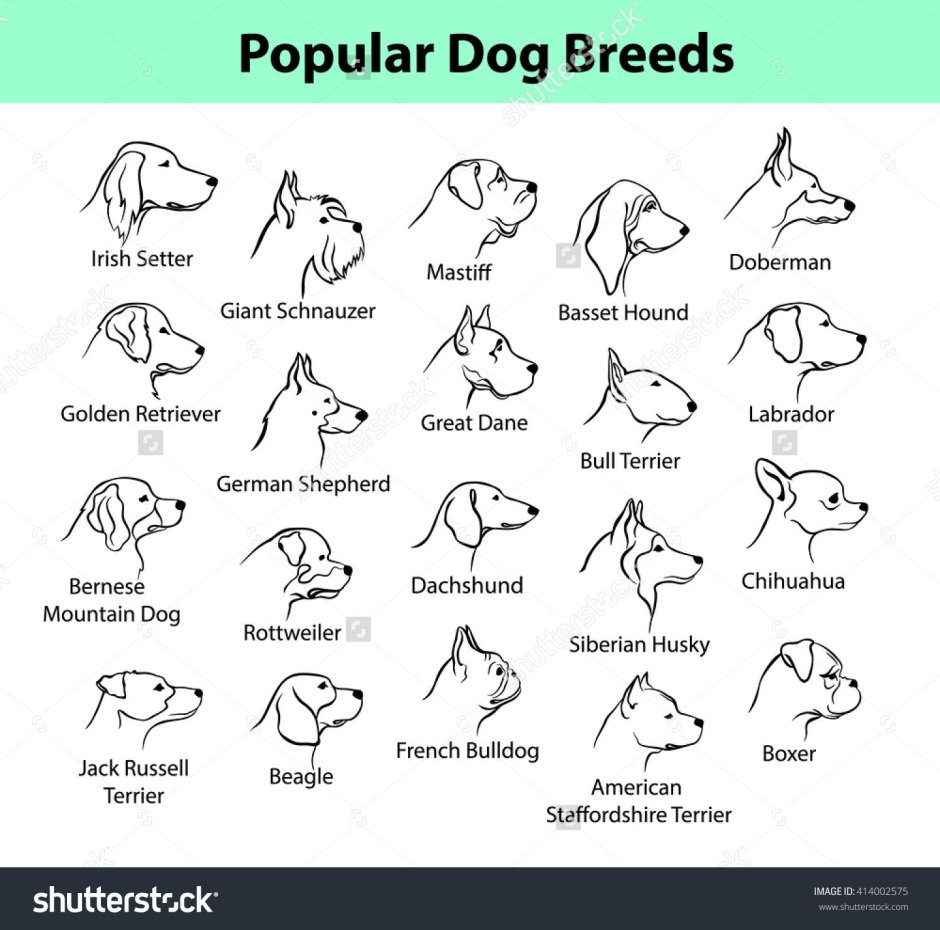 Кане Корсо фото