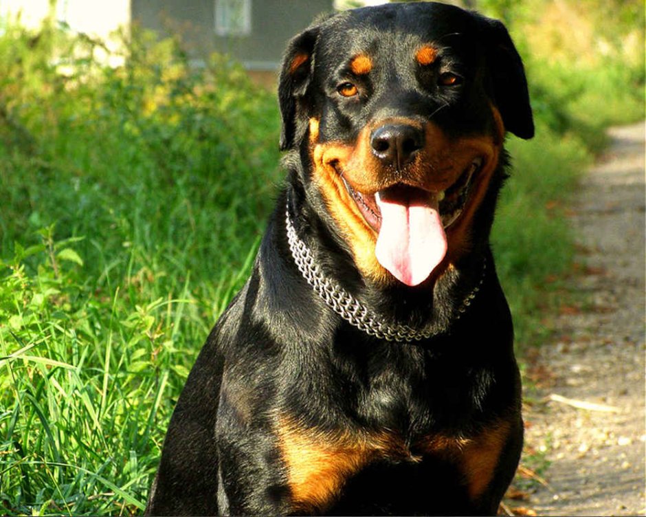 Молоссы собаки перечень