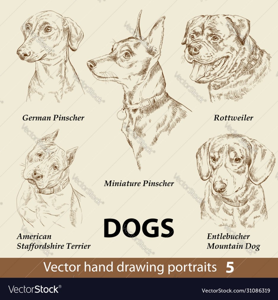 Собаки для рисования нескольких пород