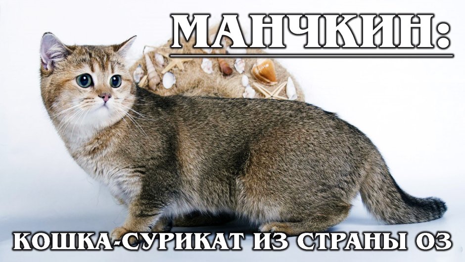 Абиссинская кошка Зулу