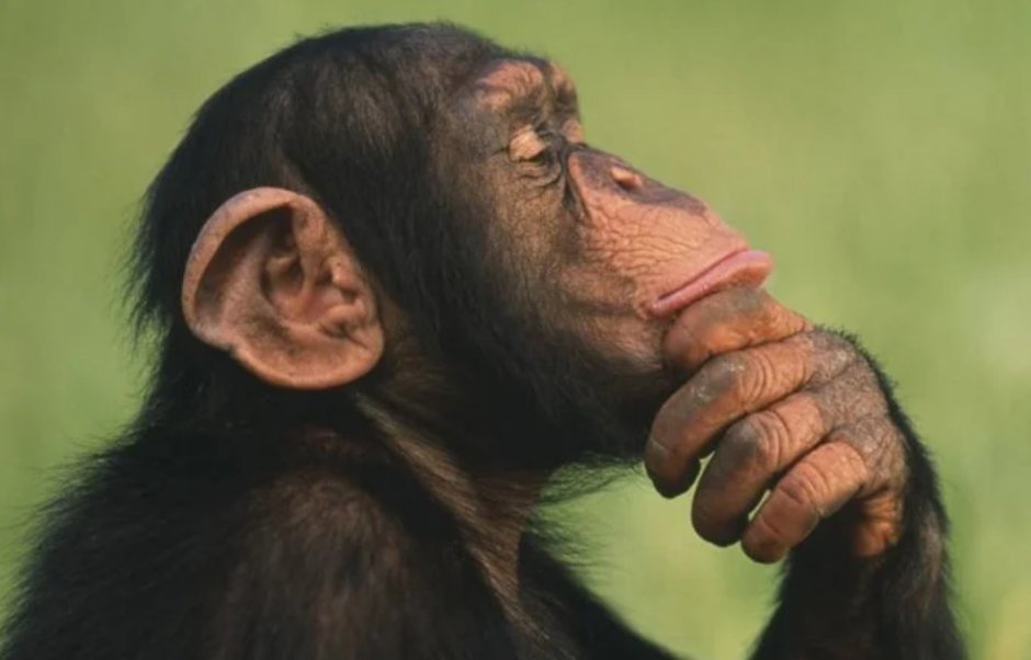 Bonobo Ape