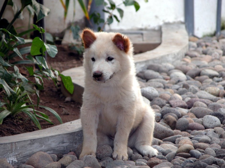 Kintamani Dog