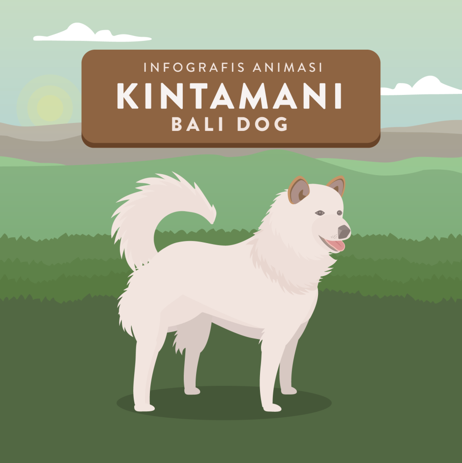 Кинтамани Бали дог
