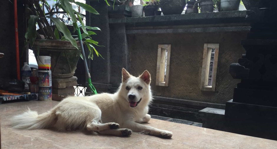 Кинтамани собака Bali Dog