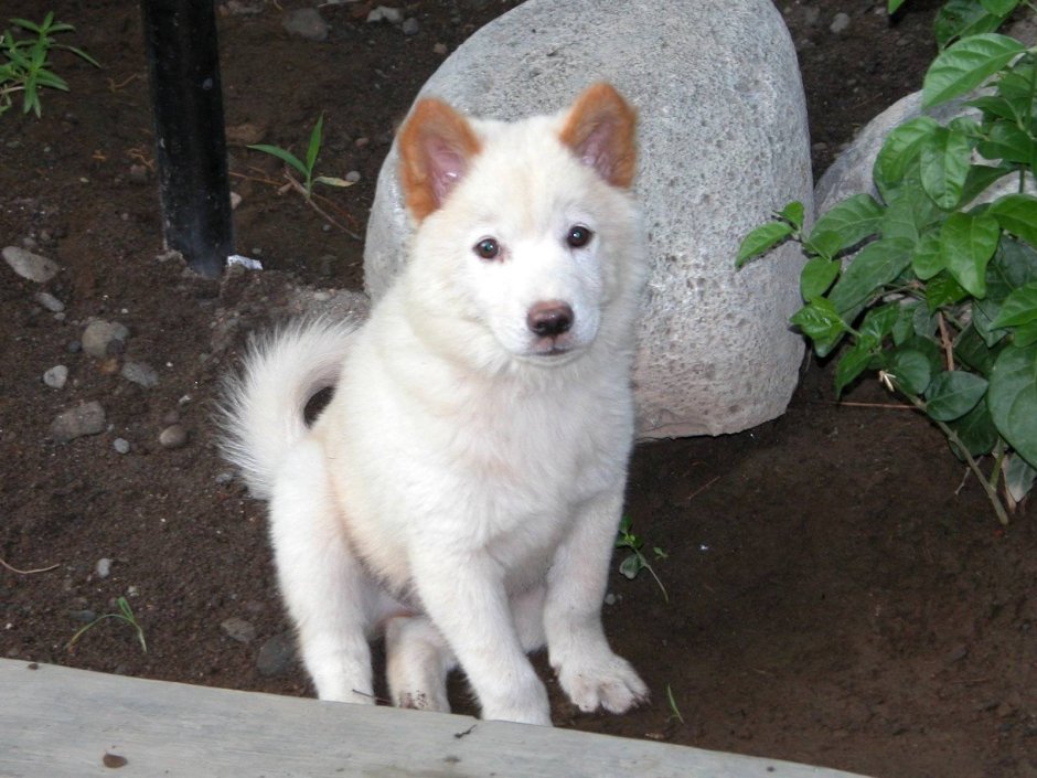 Азия Зула собака