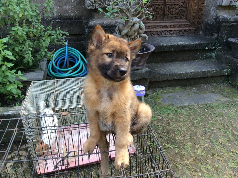 Кинтамани кофе
