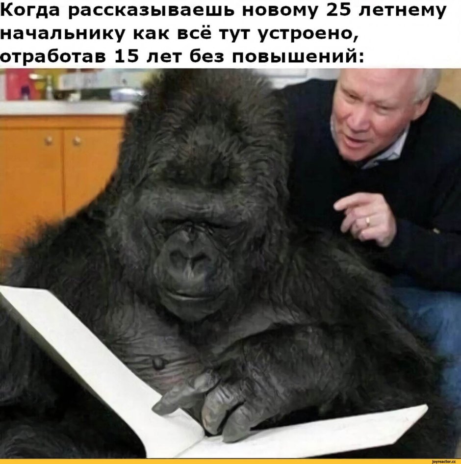 Сосание обезьян