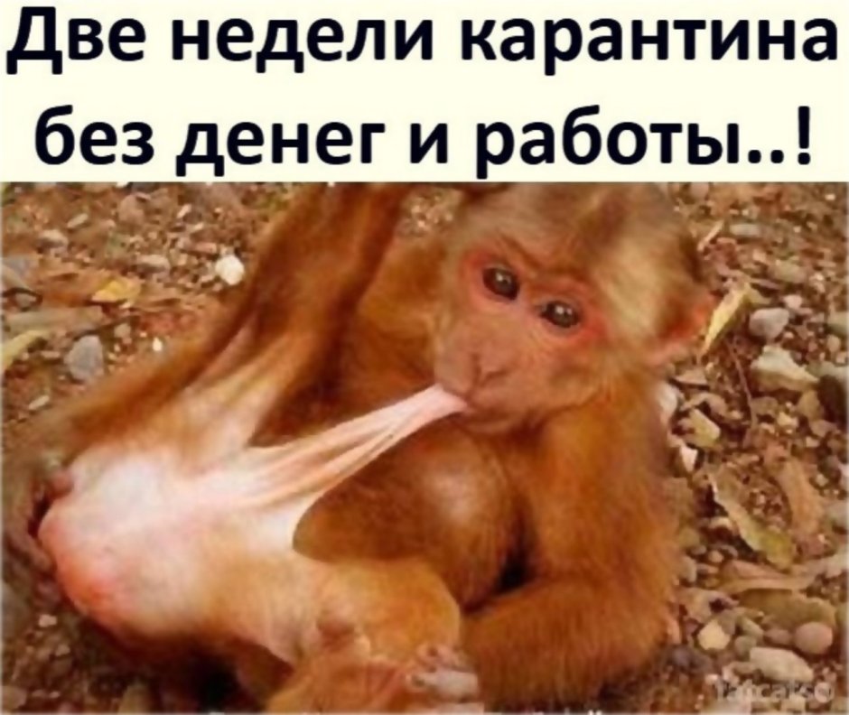 Барак Обама обезьяна
