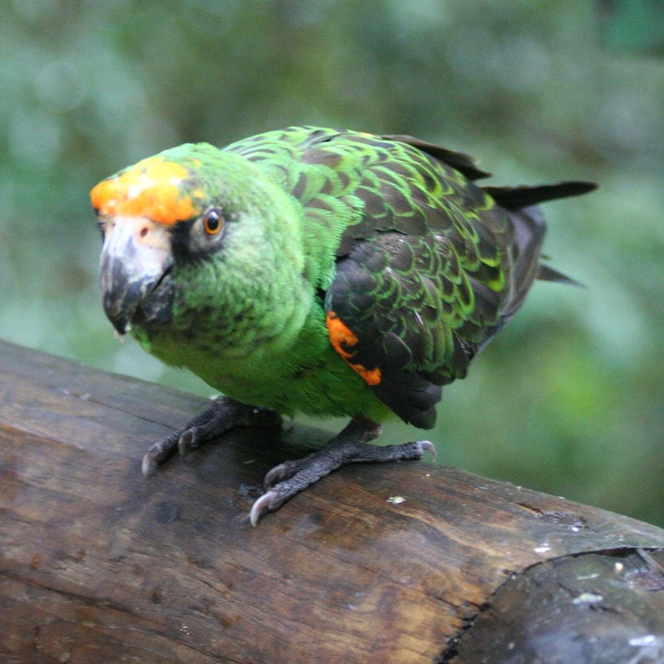 Poicephalus Gulielmi