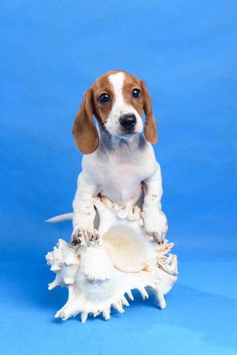 Мраморная такса пайболд