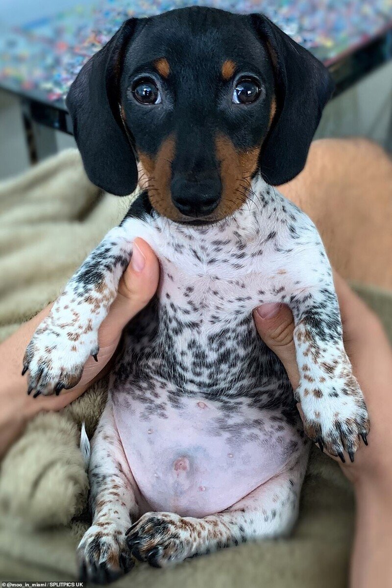 Такса окрас пайболд