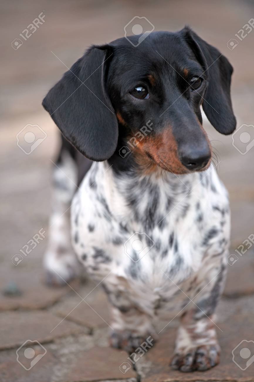 Окрас пайболд