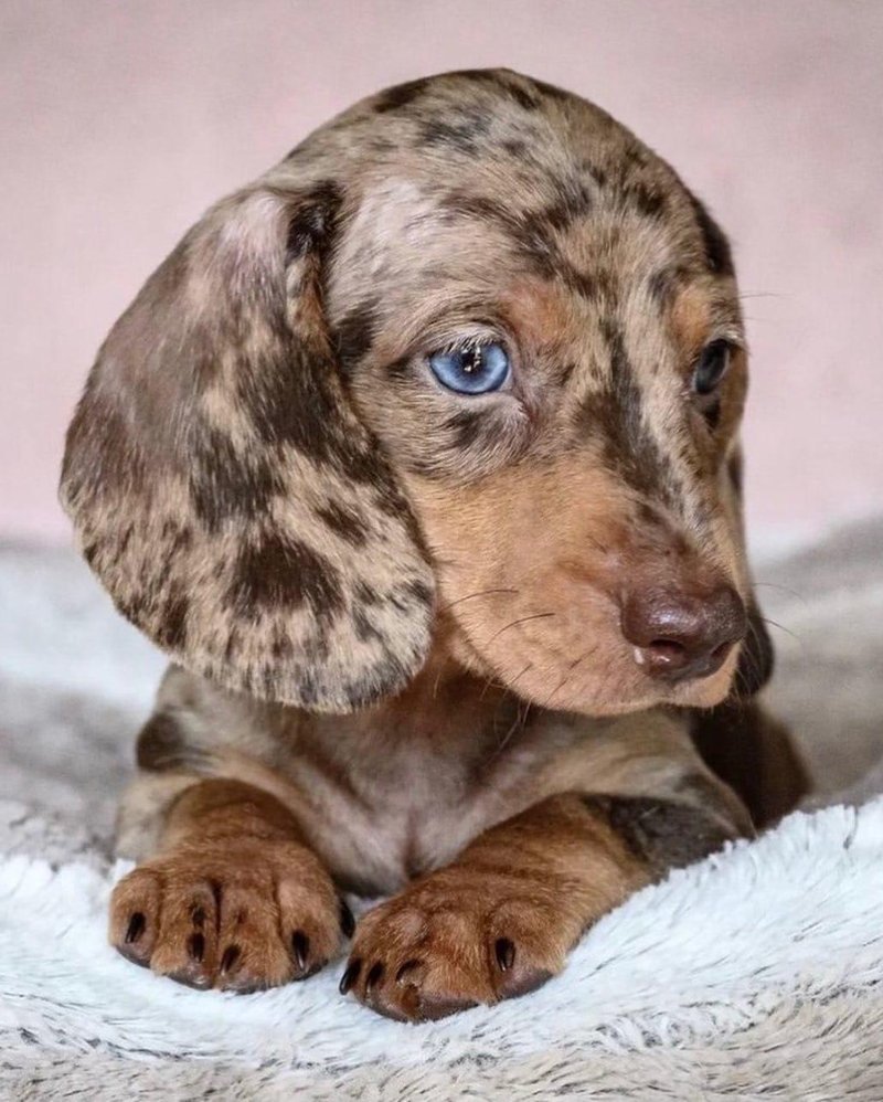 Такса окрас пайболд