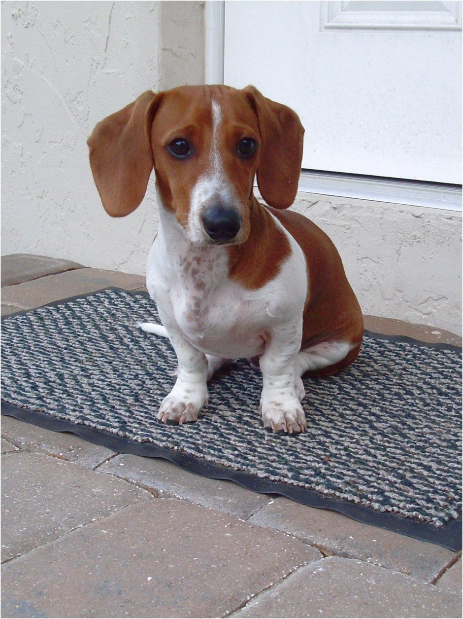 Кроличья такса пайболд