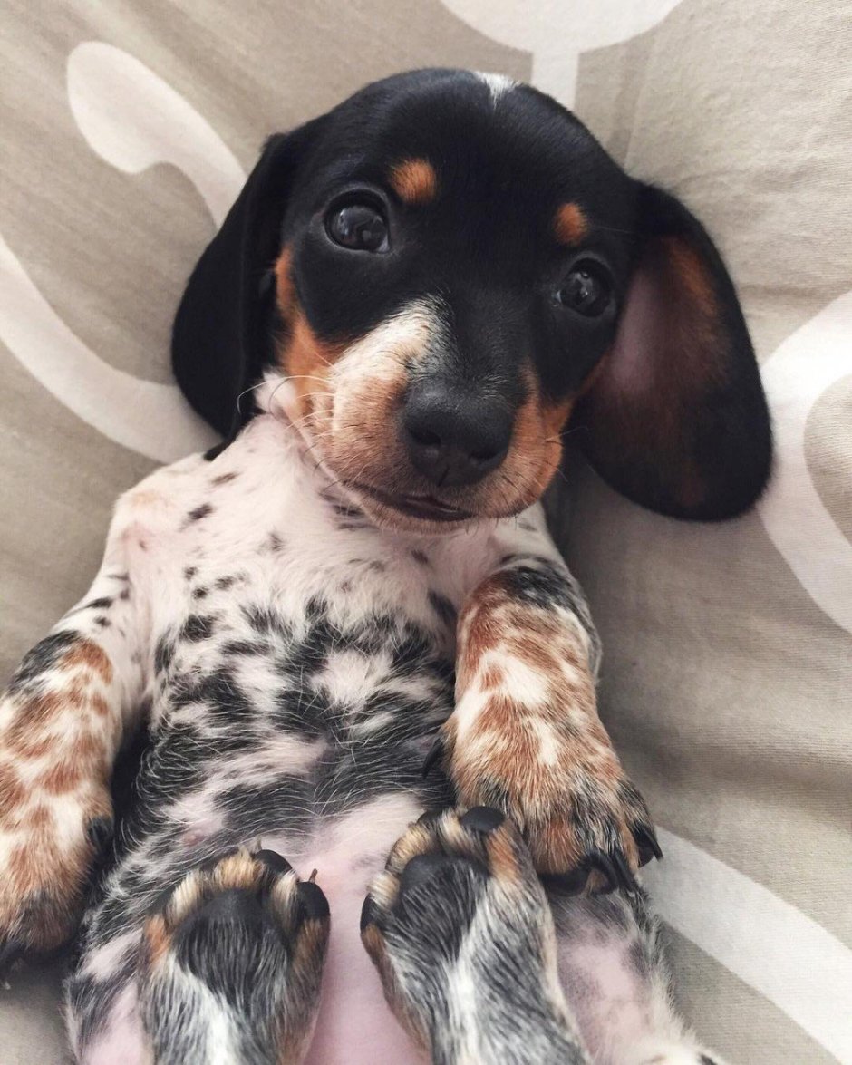 Такса пайболд